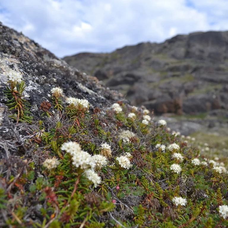 A small white flower emerges from a rocky hillside