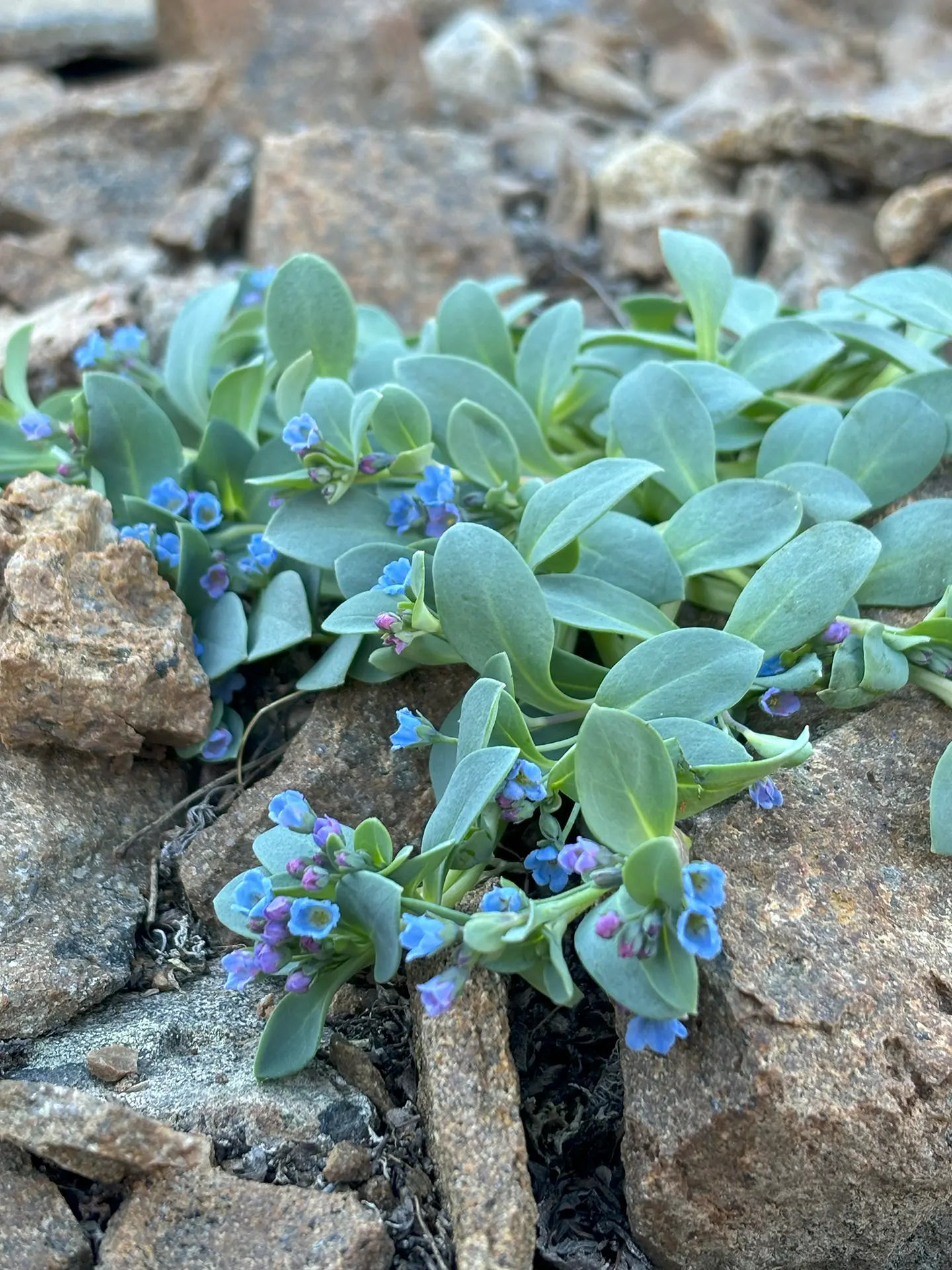 A small plant with vibrant blue flowers thriving on a rugged rock surface